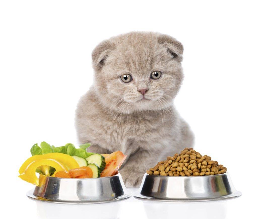 Как правильно организовать натуральное питание для кошек