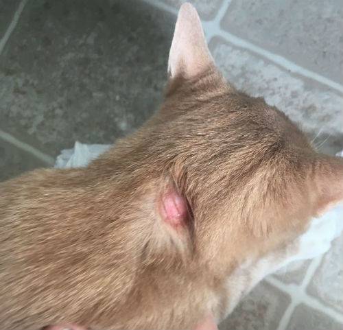 Болезнь шишка на шее у кошек