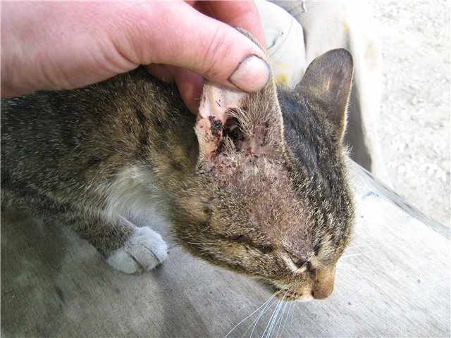 Ушной клещ у кошки лечение в домашних условиях маслом thumbnail