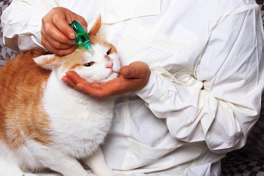 Какие антибиотики можно давать коту