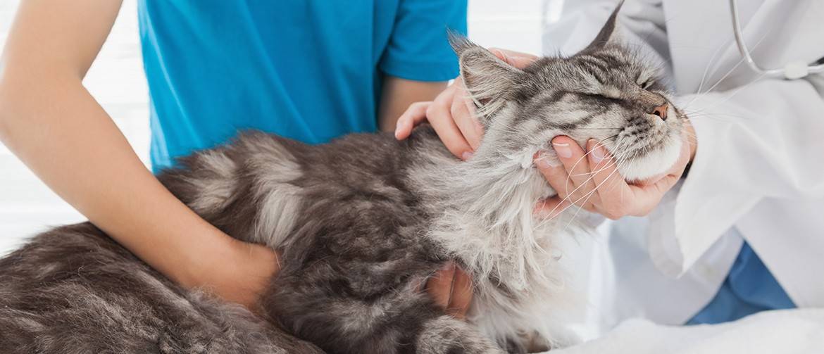 Лекарства для кошек от ушибов