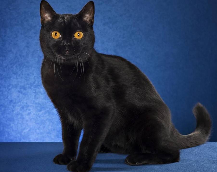 Бомбейская кошка: фото, описание породы, разведение и уход