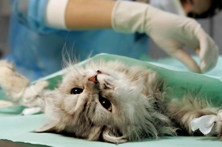 Кошка после удаления опухоли молочной железы