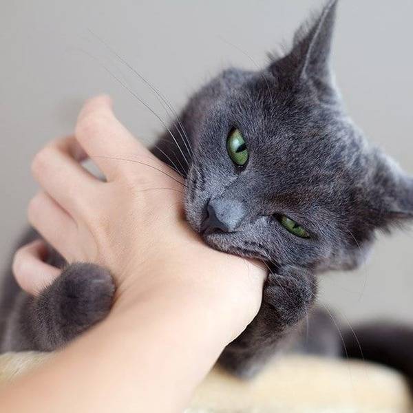 Агрессия у кота: что делать, чтобы не быть покусанным