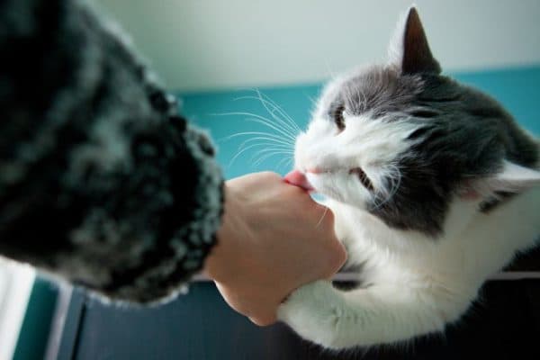 Почему кошка лижет руки хозяина: что означает, как избавиться от привычки