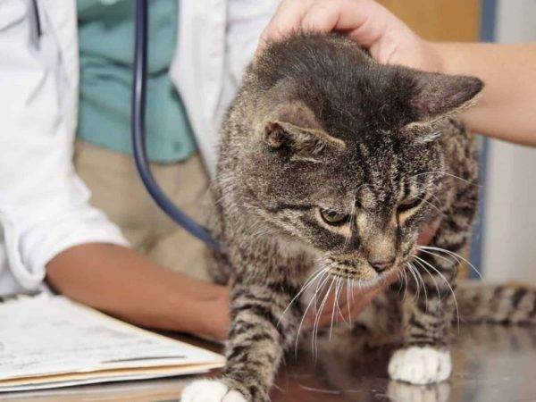 Каким препаратом можно усыпить кошку в домашних условиях