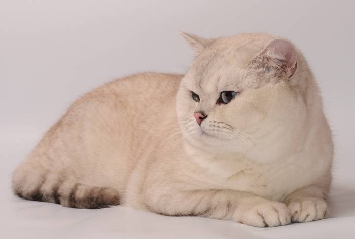 Британская Шиншилла Кошка Фото