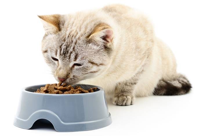 Можно ли кормить кота курицей при мочекаменной болезни