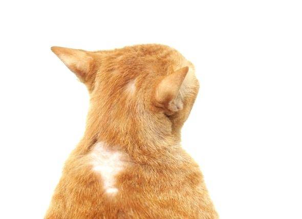 Как выглядит аллергия у кошки на корм фото