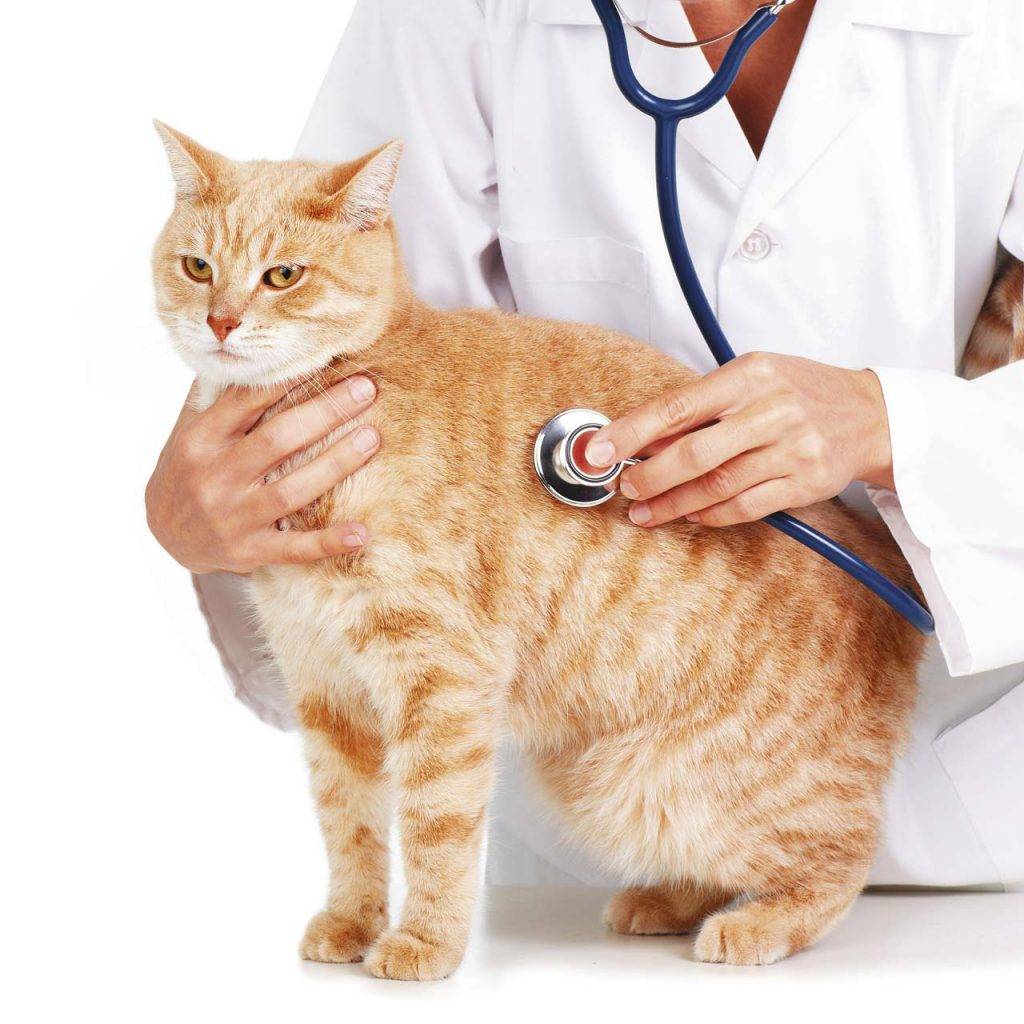 Лечение рака молочных желез у кошки без операции