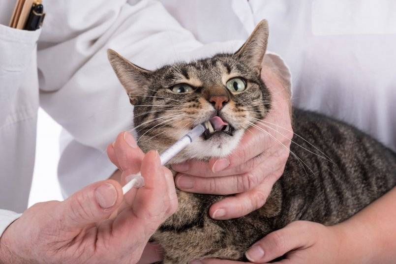 Сколько нужно колоть антибиотики кошке