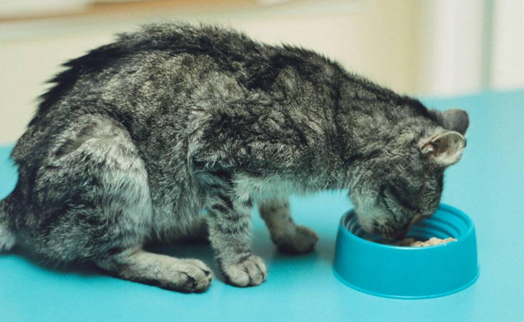 Лечение желудка кошки в домашних условиях