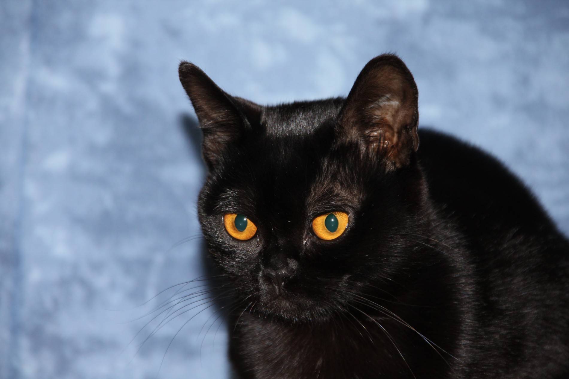 Бомбейская кошка: фото, описание породы, разведение и уход