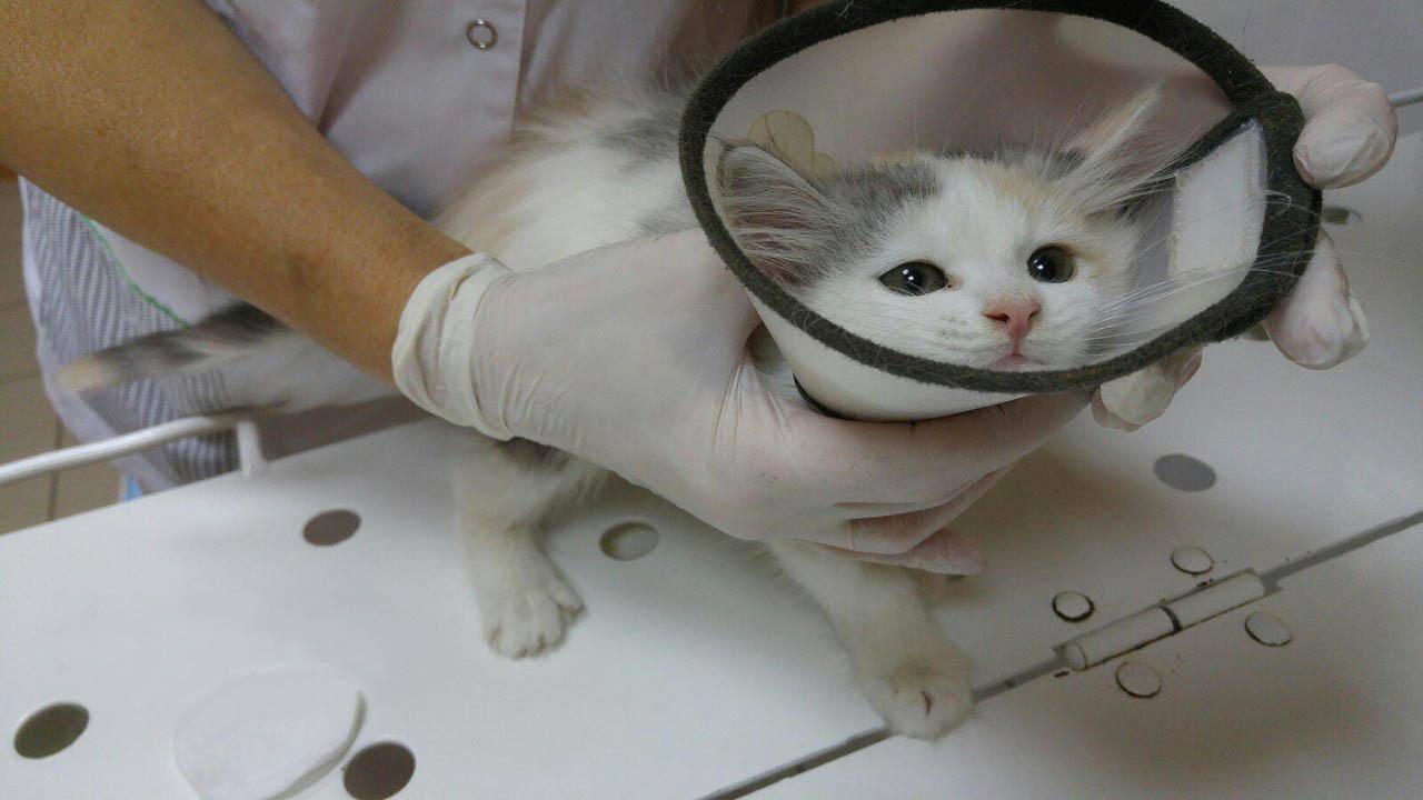 Запор у кота лечение в домашних thumbnail