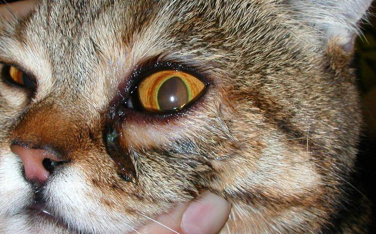 Чем отмыть глаза котенку