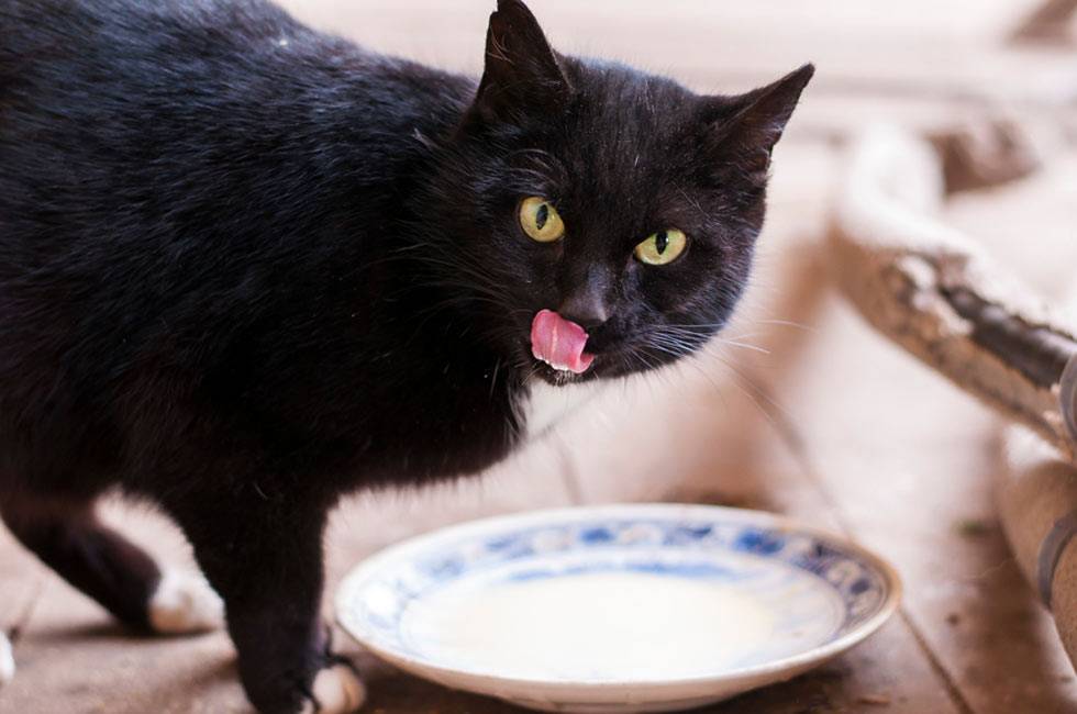 Чем кормить кота при мочекаменной болезни кроме кормов thumbnail