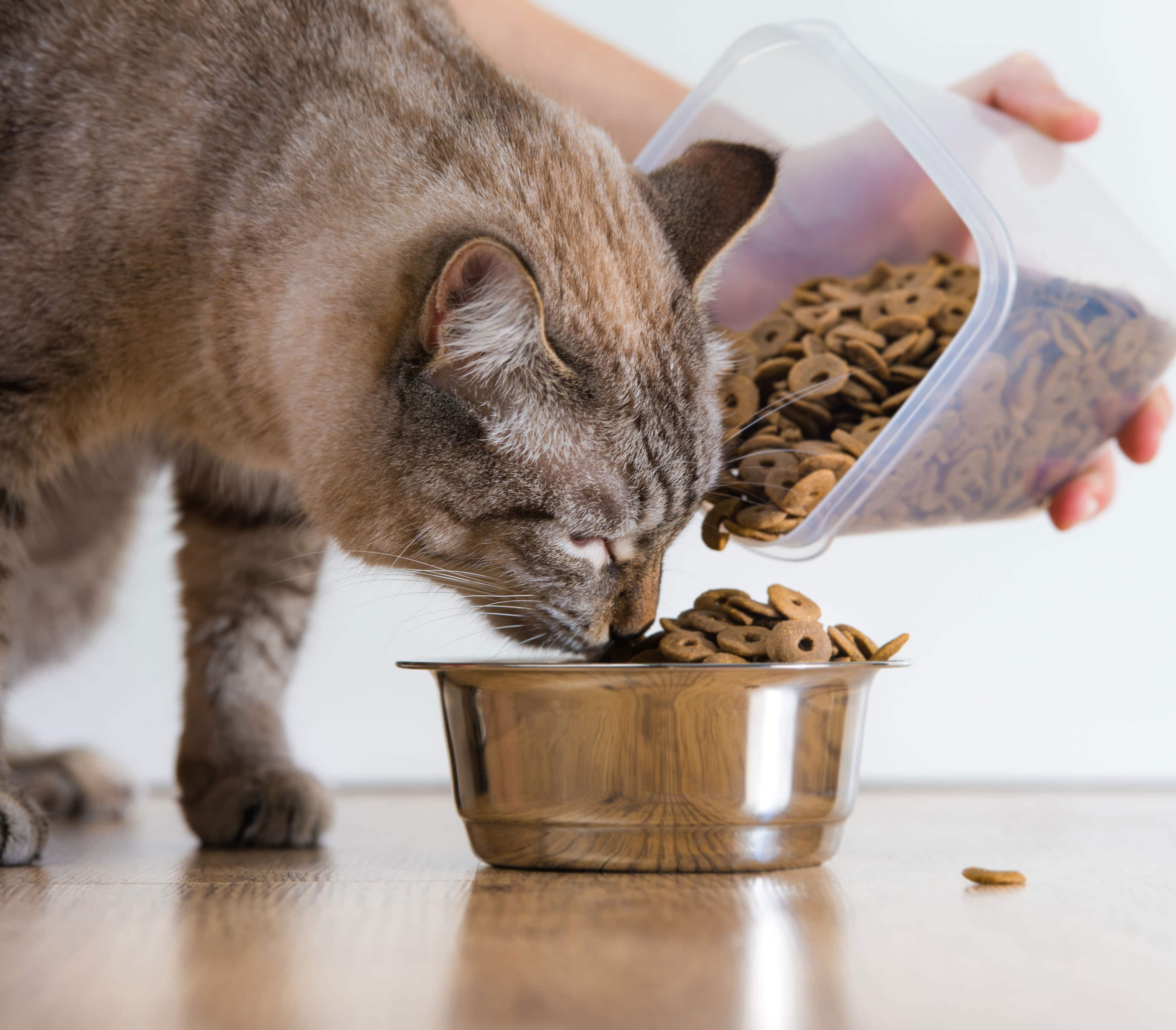 Чем кормить кормящую кошку