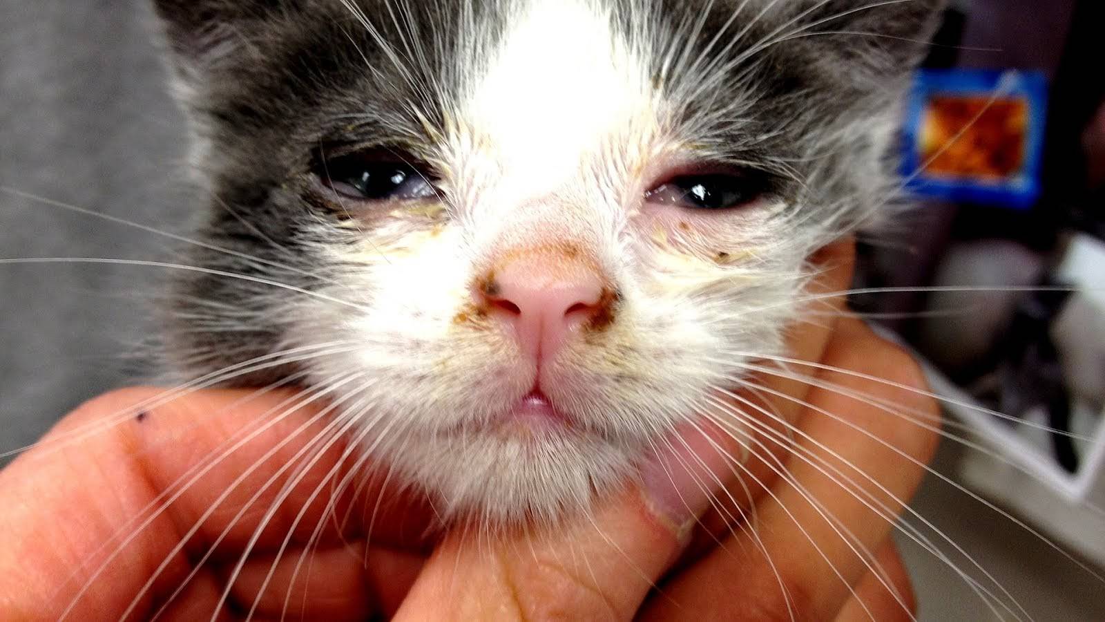 У котенка кашель сопли слезятся глаза