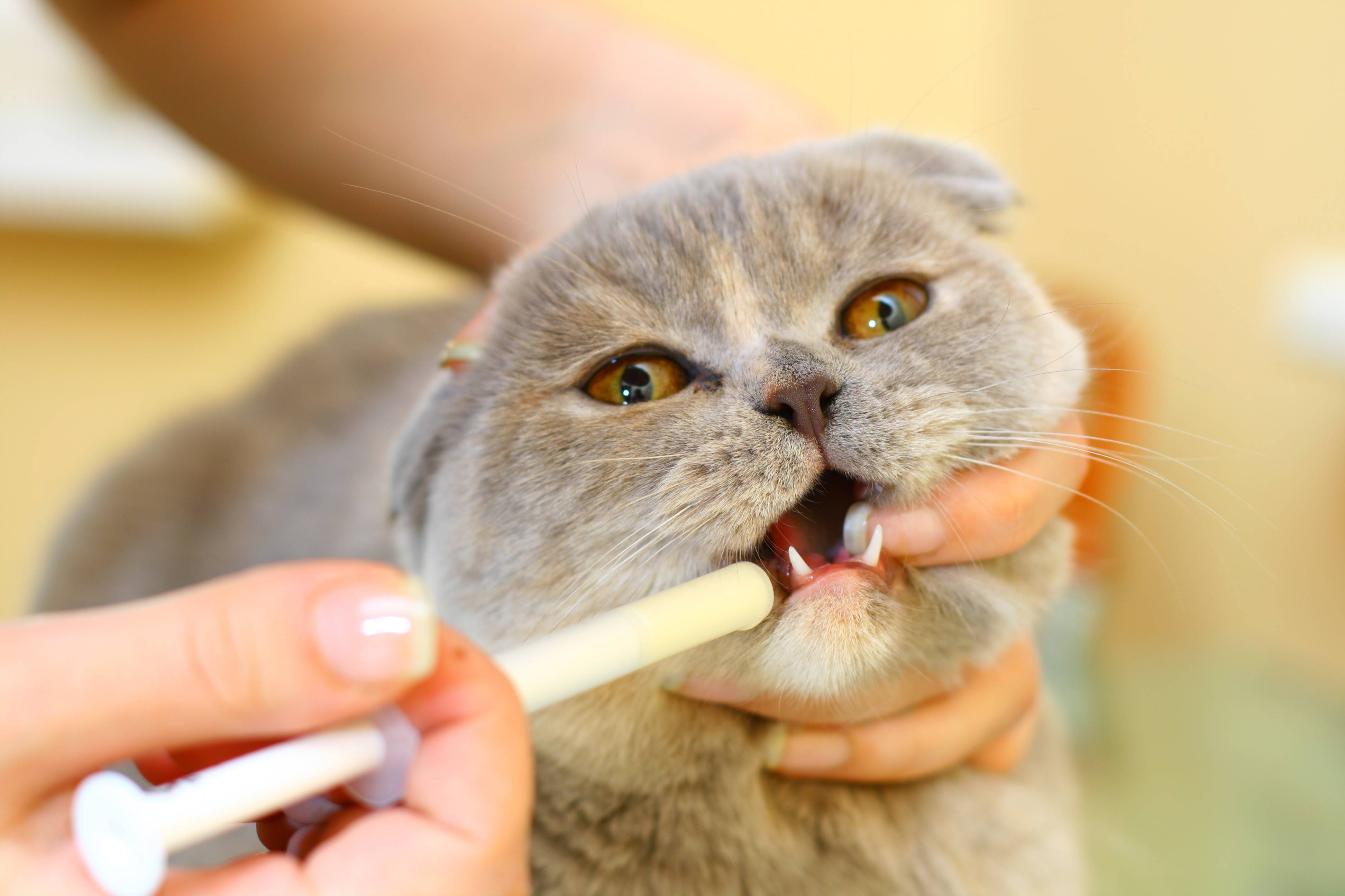Корм для кошек чтобы не пахло изо рта