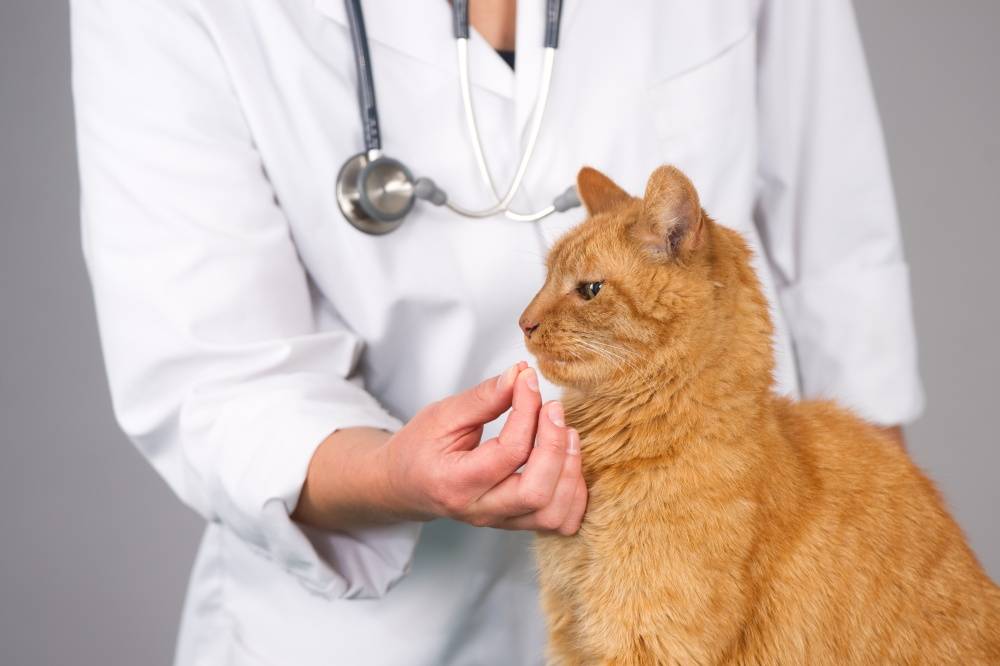 Лечение непроходимости желудка у кошек