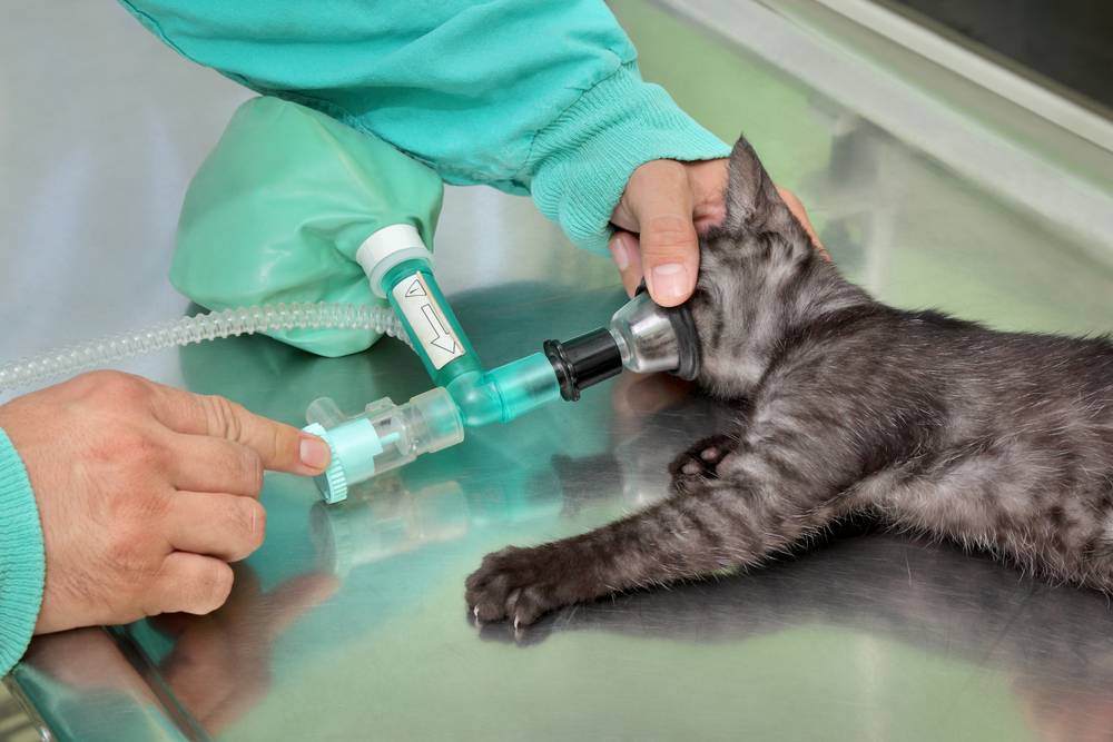 Кормление кошки при инсульте