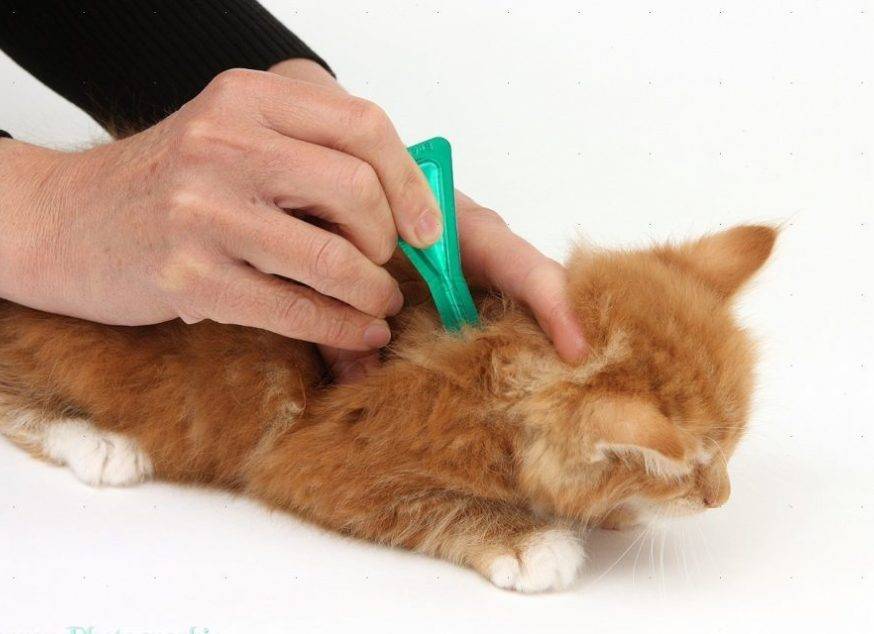 Инспектор для кошек побочные действия