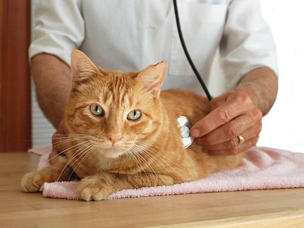 Каким препаратом усыпляют кошек безболезненно