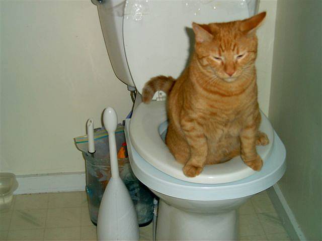 Кот ходит в туалет с кровью и рвота