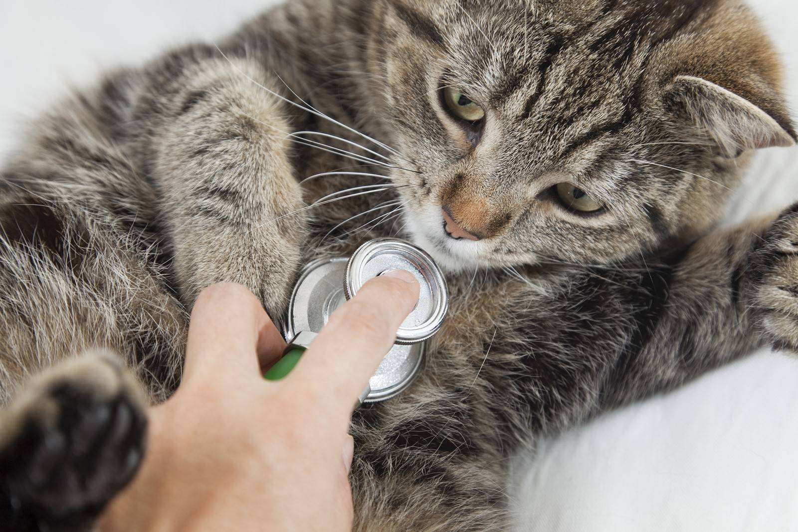 Чем лечить кашель и насморк у кота в домашних условиях