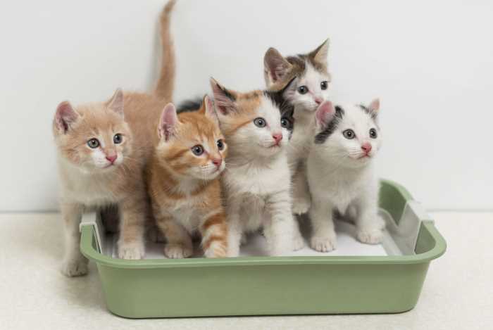 Сколько ходят в туалет британские кошки