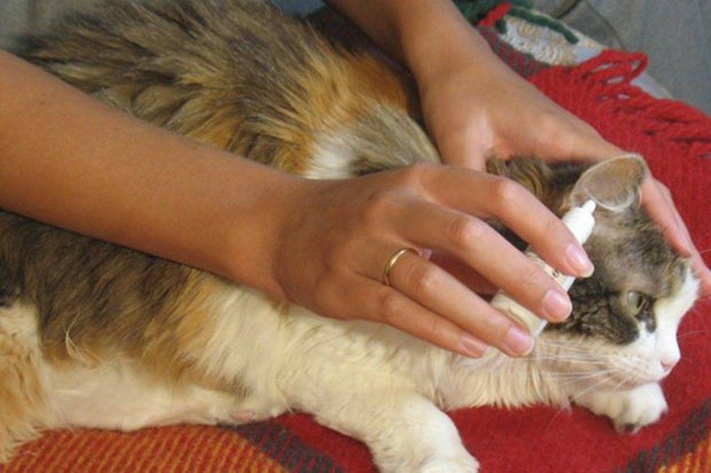 Как в домашних условиях лечить отит у кошек в домашних условиях