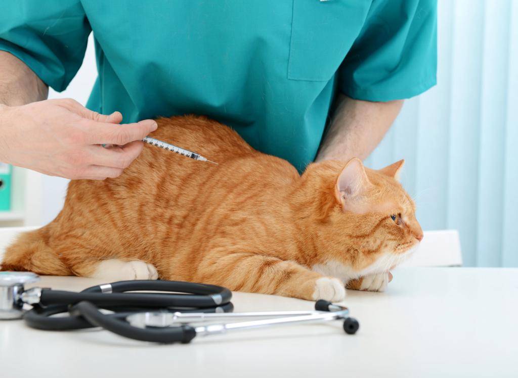 Энтерит у кошек: симптомы и лечение