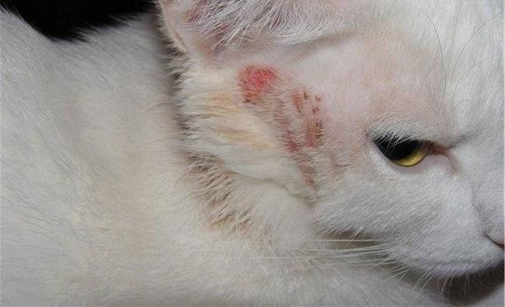 Эозинофильной гранулемы у кошки лечение в домашних условиях какой мазью