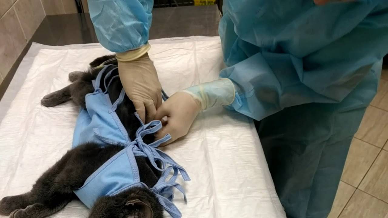 Что такое попона для кошки после стерилизации