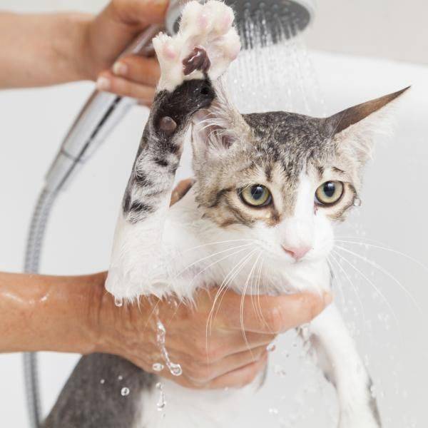 Сколько раз в месяц надо мыть кошку