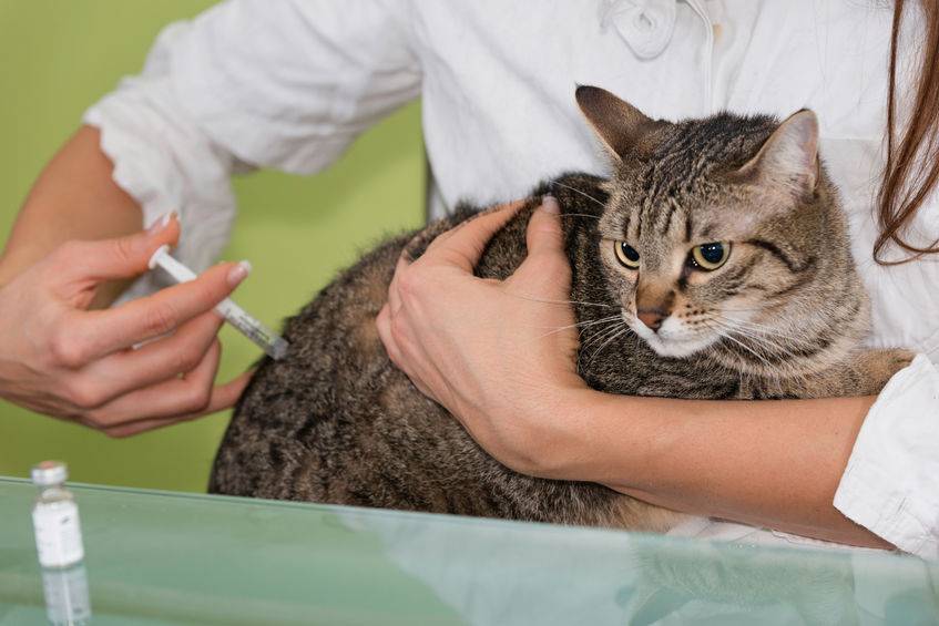 Сколько можно колоть антибиотик кошке