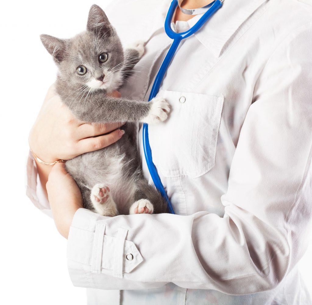 Гемобартенеллез у кошек симптомы и лечение