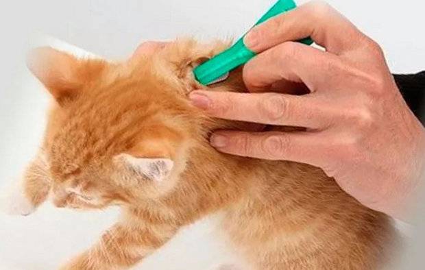 Выпадение шерсти у кошек причины и лечение