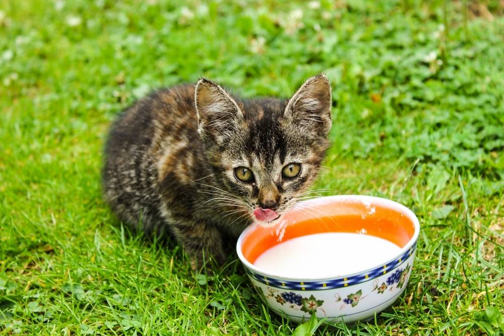Как правильно организовать натуральное питание для кошек