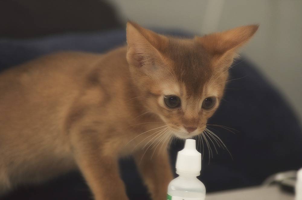 Насморк у котенка лечение в домашних условиях thumbnail