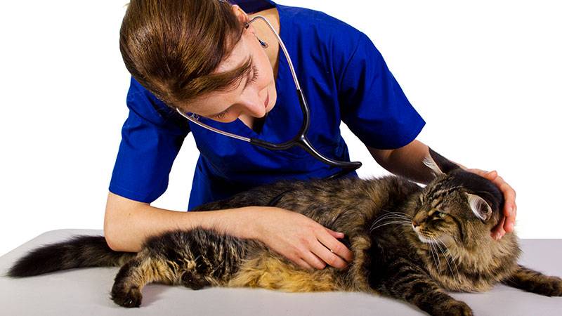 Запор кот лечение в домашних условиях thumbnail