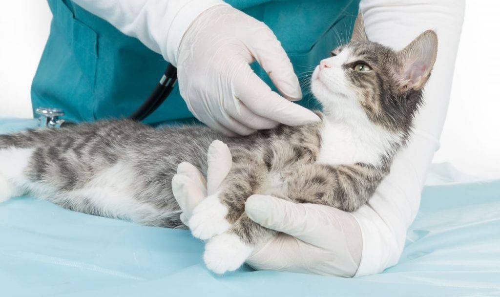 Как вылечить кошку от коронавируса