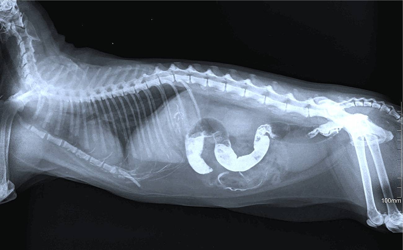 Клинические признаки кишечной непроходимости у кошки