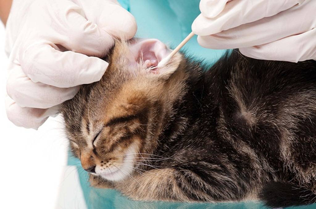 Лечение отита у кошек народными средствами