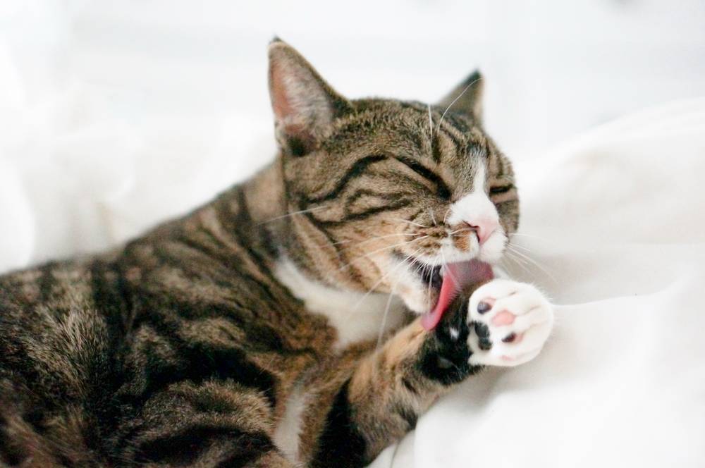 Стресс у кошки лечение в домашних условиях