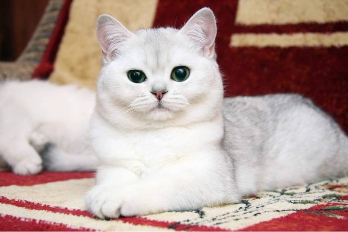 Кошка британская шиншилла описание породы характер