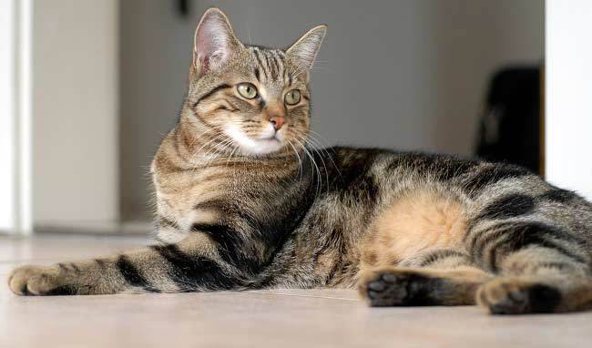 Европейская длинношерстная кошка описание породы