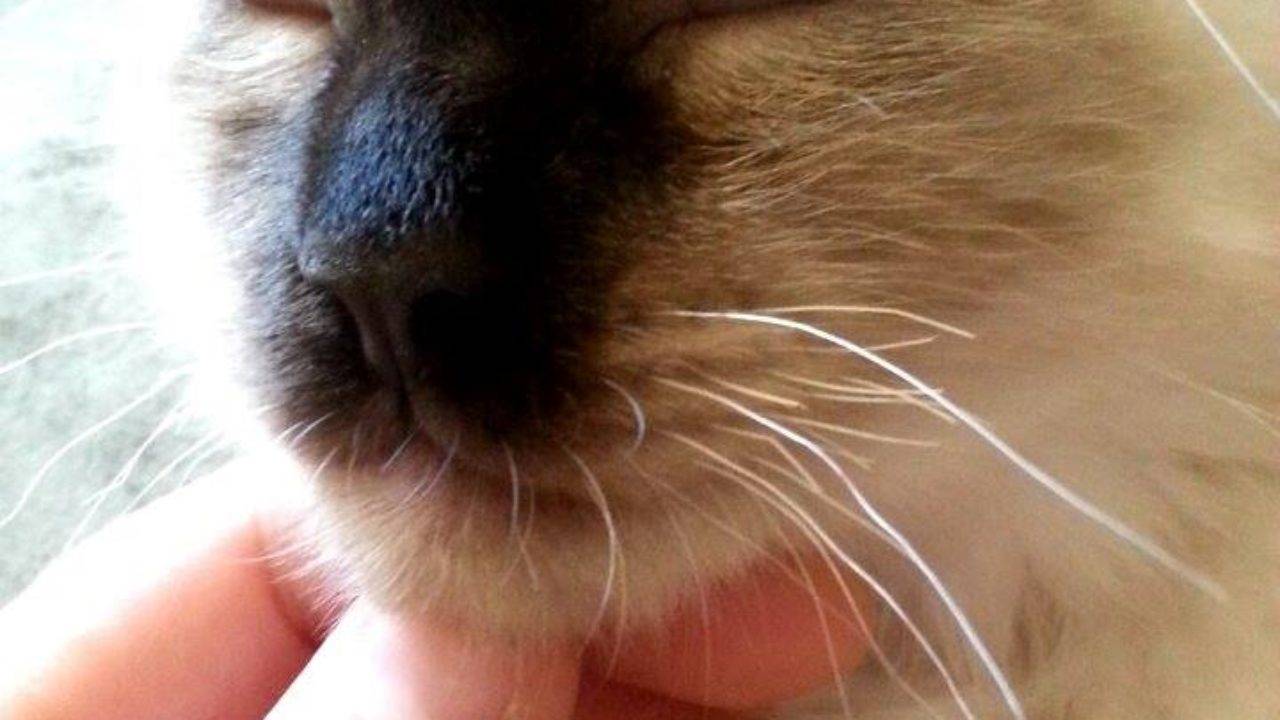 Какие бывают усы у кошек