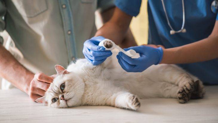 Переломы у кошек лечение в домашних условиях thumbnail