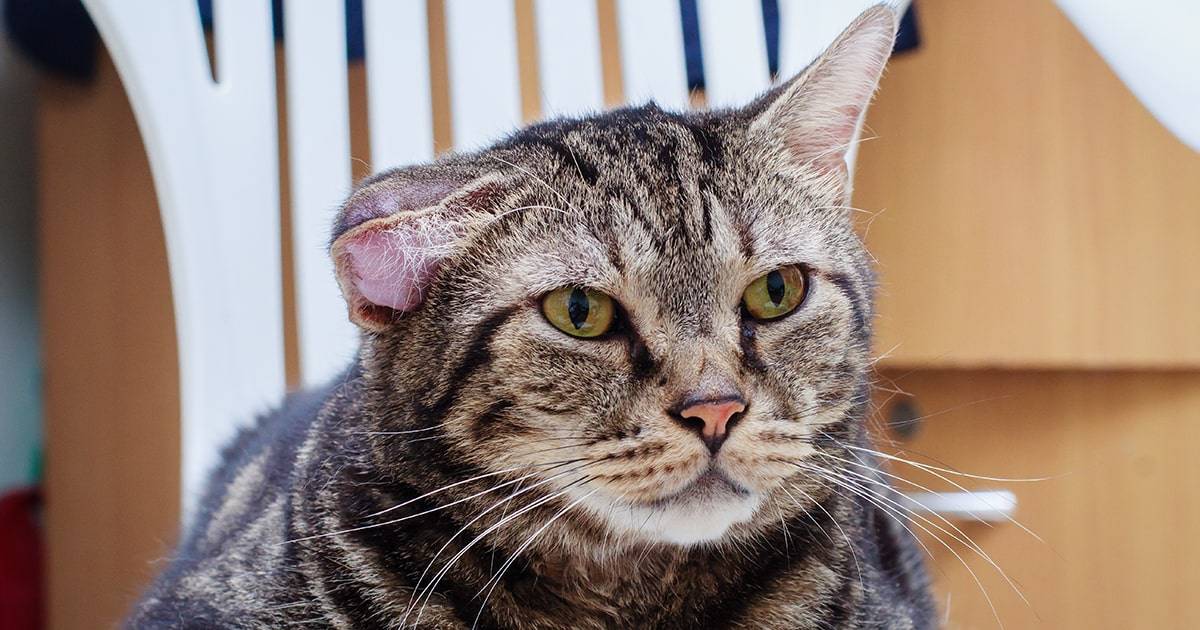 Что делать, если у кошки на ушах появились корочки?